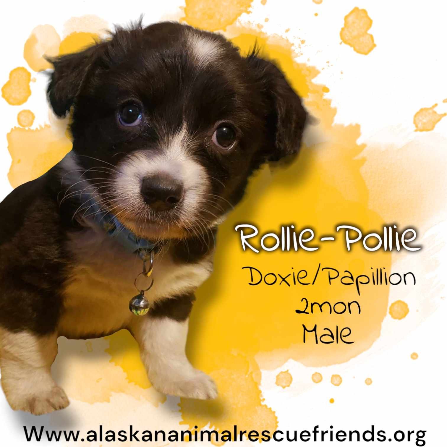 adoptable Dog in Anchorage, AK named Rollie-Pollie