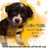 adoptable Dog in , AK named Rollie-Pollie