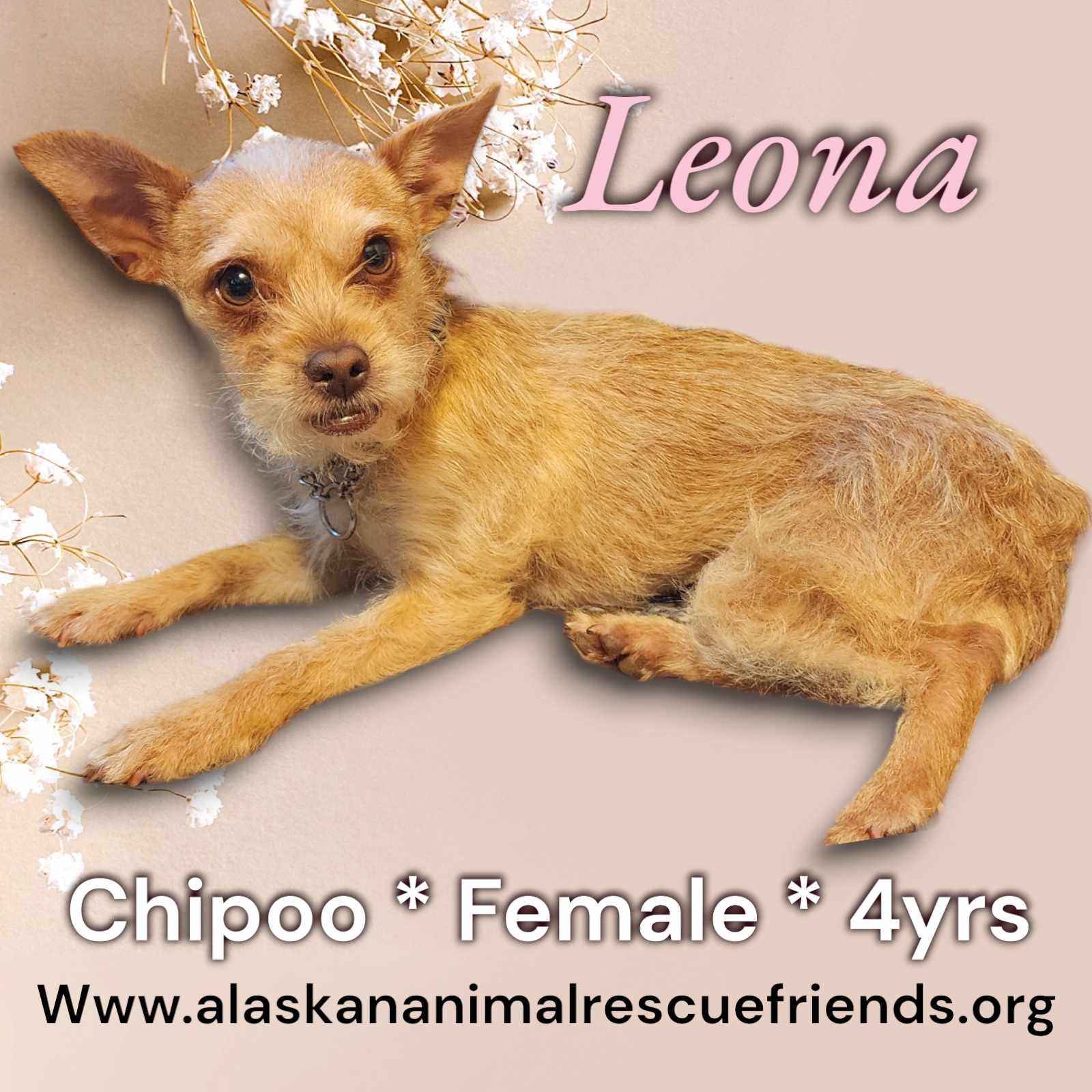 adoptable Dog in Anchorage, AK named Leona