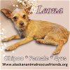 adoptable Dog in , AK named Leona