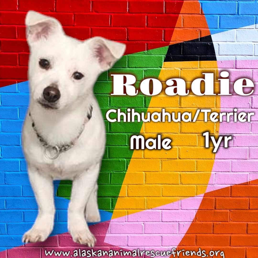adoptable Dog in Anchorage, AK named Roadie