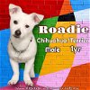 adoptable Dog in anchorage, AK named Roadie