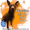 adoptable Dog in , AK named Hercules