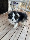 adoptable Dog in anchorage, AK named Badger