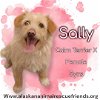 adoptable Dog in , AK named Sally