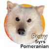 adoptable Dog in , AK named Perry