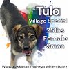 adoptable Dog in  named Tula