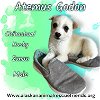 adoptable Dog in anchorage, AK named Atemus Godon