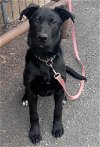 adoptable Dog in anchorage, AK named Tigger