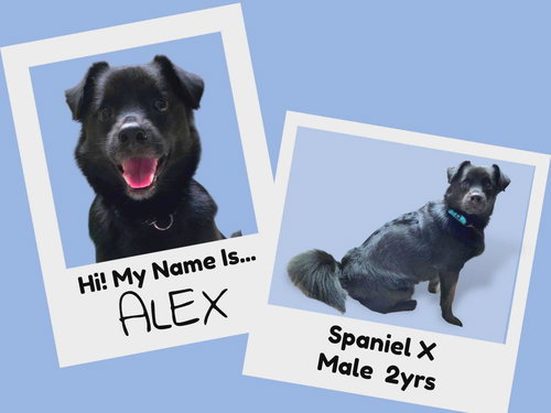 Alex