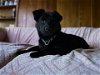 adoptable Dog in anchorage, AK named Tungi