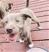 adoptable Dog in anchorage, AK named Geronimo