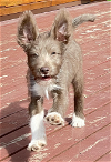 adoptable Dog in anchorage, AK named Fuzz