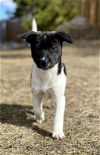 adoptable Dog in anchorage, AK named Gamora