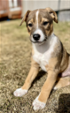 adoptable Dog in anchorage, AK named Rocket