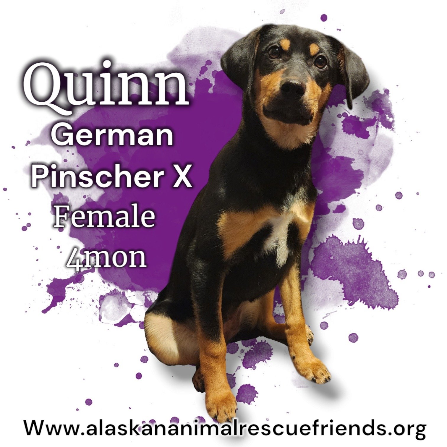 adoptable Dog in Anchorage, AK named Quinn