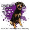 adoptable Dog in anchorage, AK named Quinn