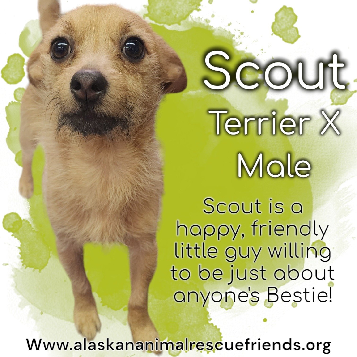 adoptable Dog in Anchorage, AK named Scout