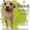 adoptable Dog in , AK named Scout
