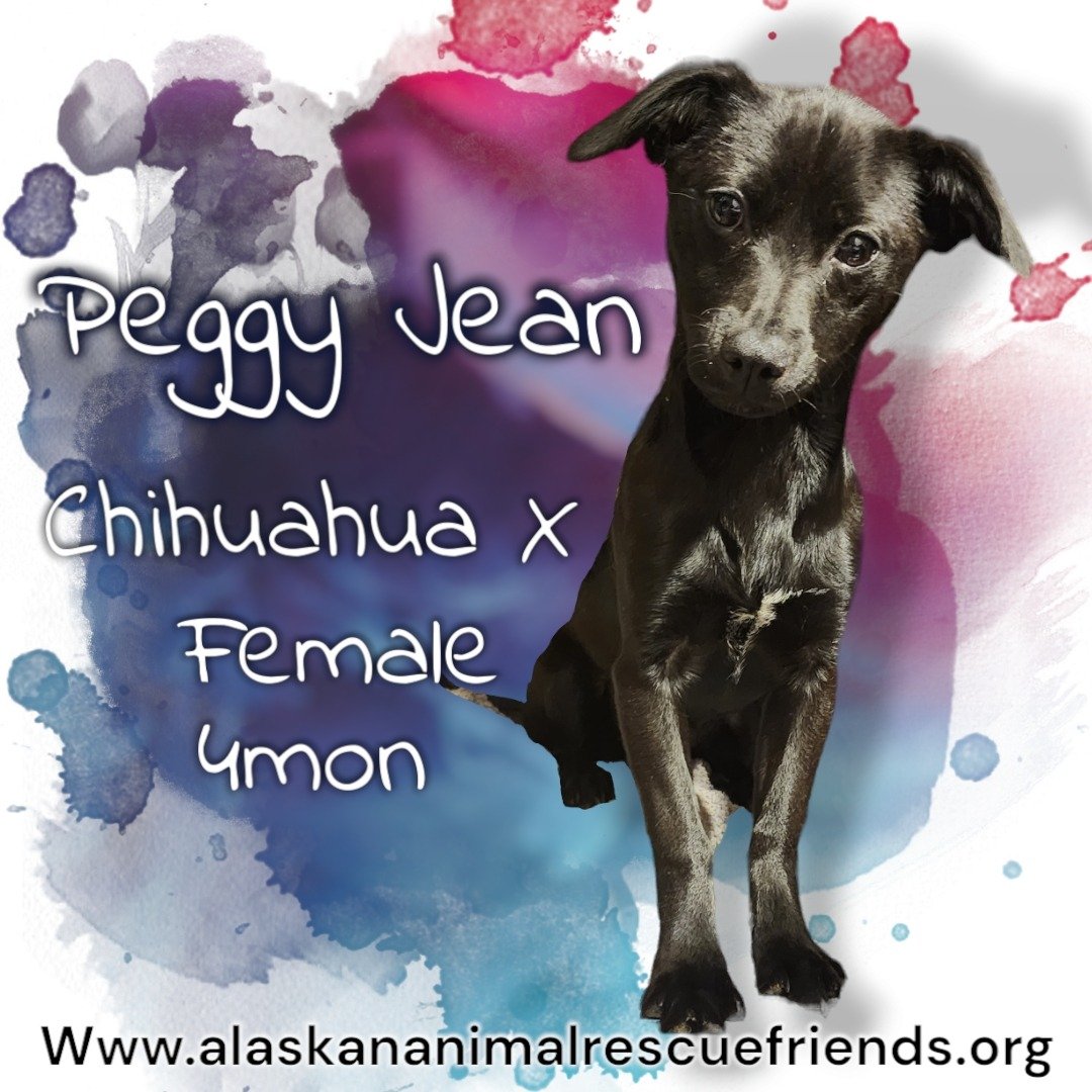 adoptable Dog in Anchorage, AK named Peggy Jean