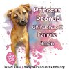adoptable Dog in  named Princess Peanut
