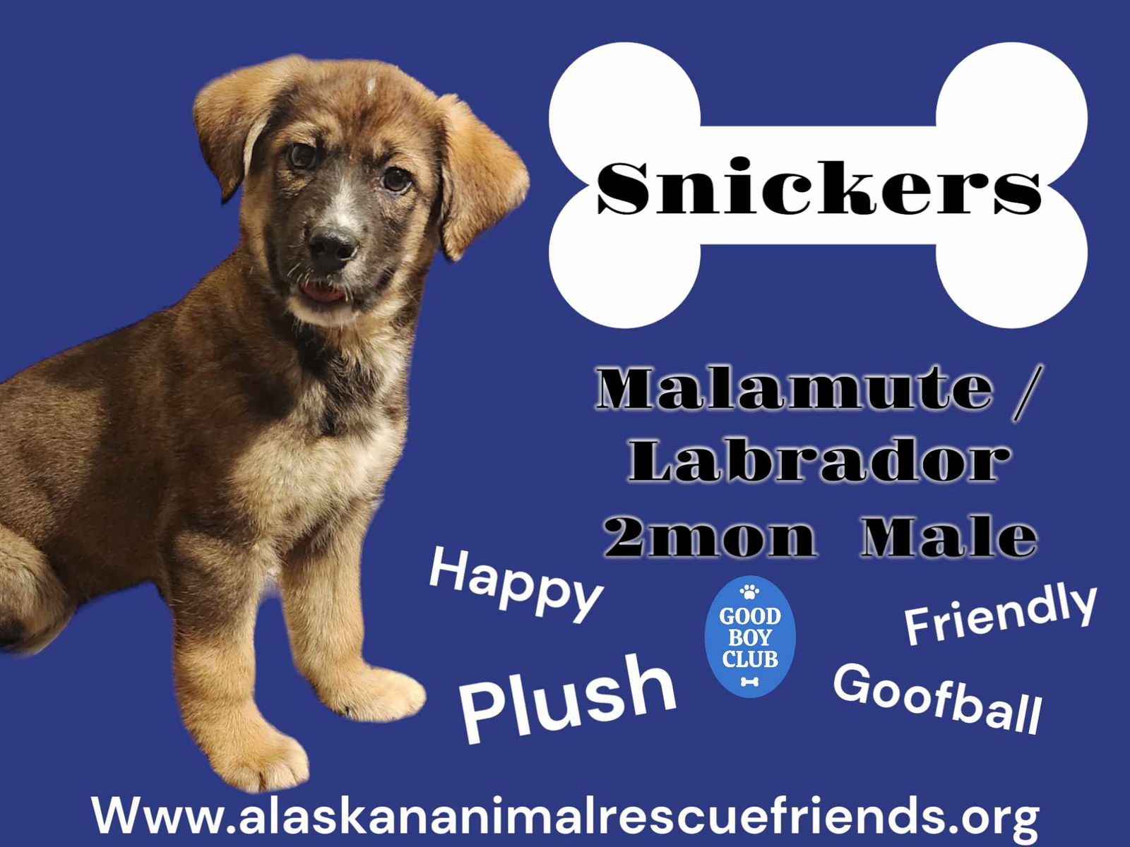 Dog For Adoption Snickers A Labrador Retriever In Eagle River AK dog-for-adoption-snickers-a-labrador-retriever-in-eagle-river-ak