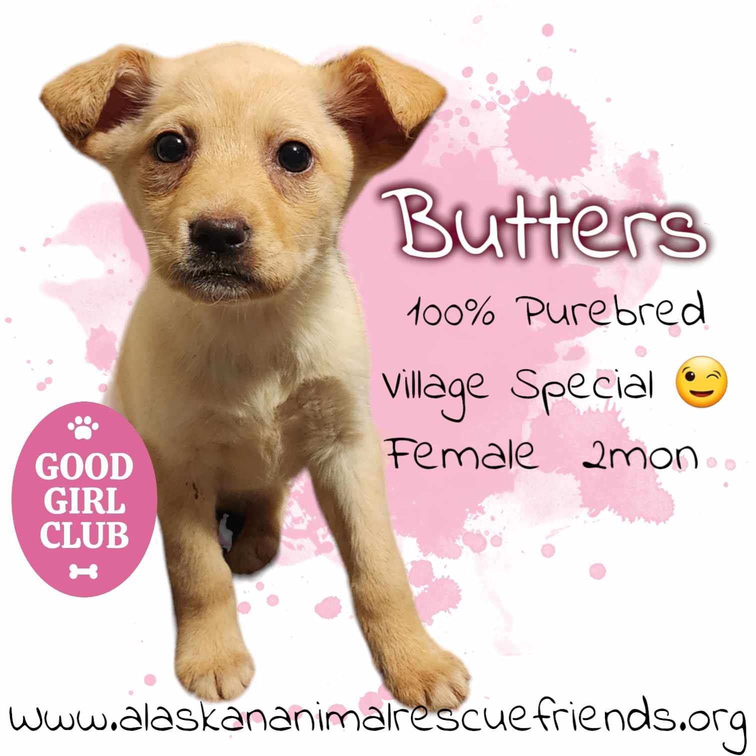 adoptable Dog in Anchorage, AK named Butters