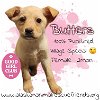 adoptable Dog in , AK named Butters