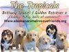 adoptable Dog in , AK named The Tropicals Litter