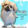 adoptable Dog in anchorage, AK named Wolfy