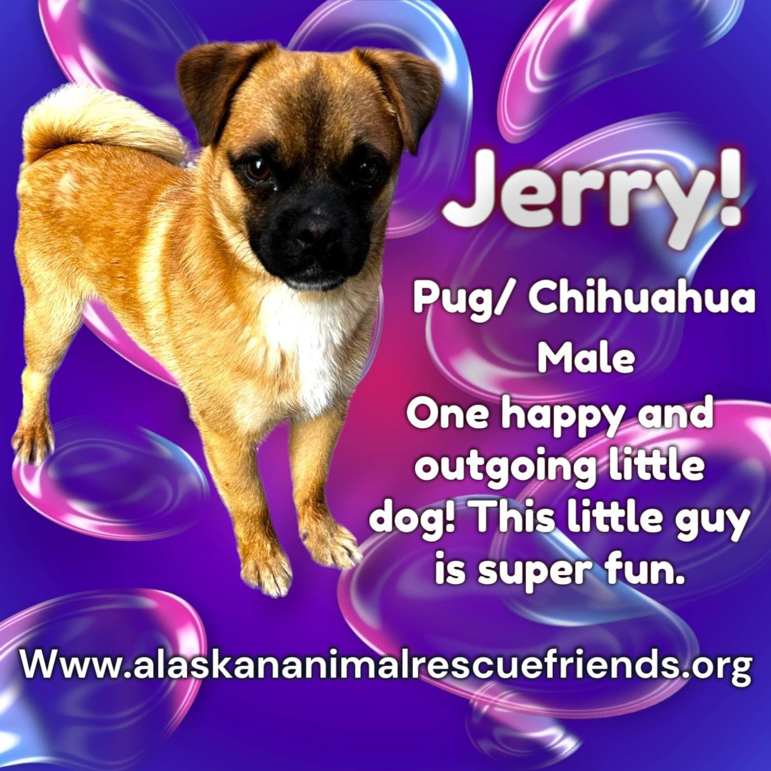 Jerry's Web Page