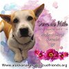 adoptable Dog in , AK named Vera de Milo