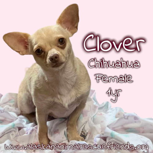 Clover