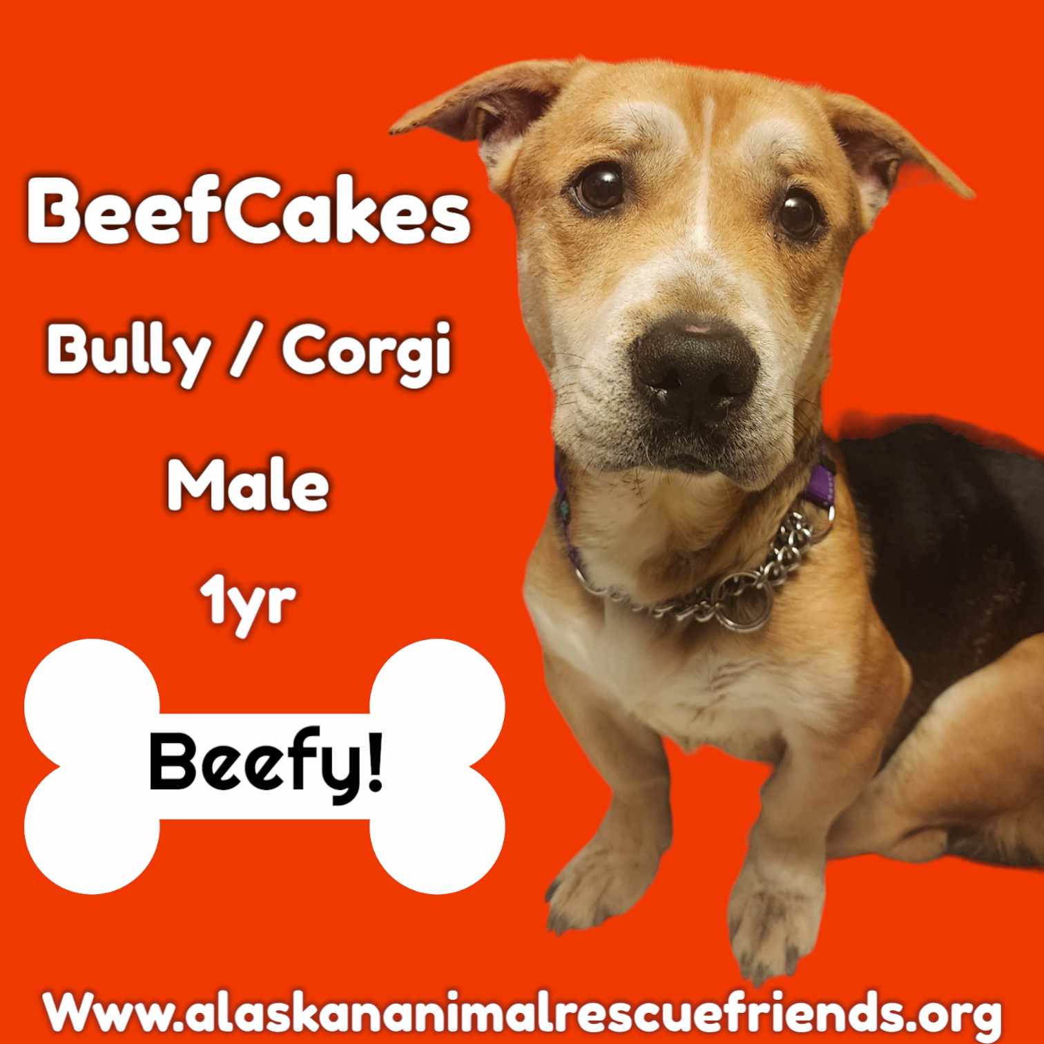 adoptable Dog in Anchorage, AK named Beefcakes