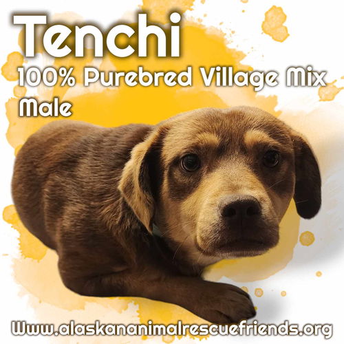 Tenchi