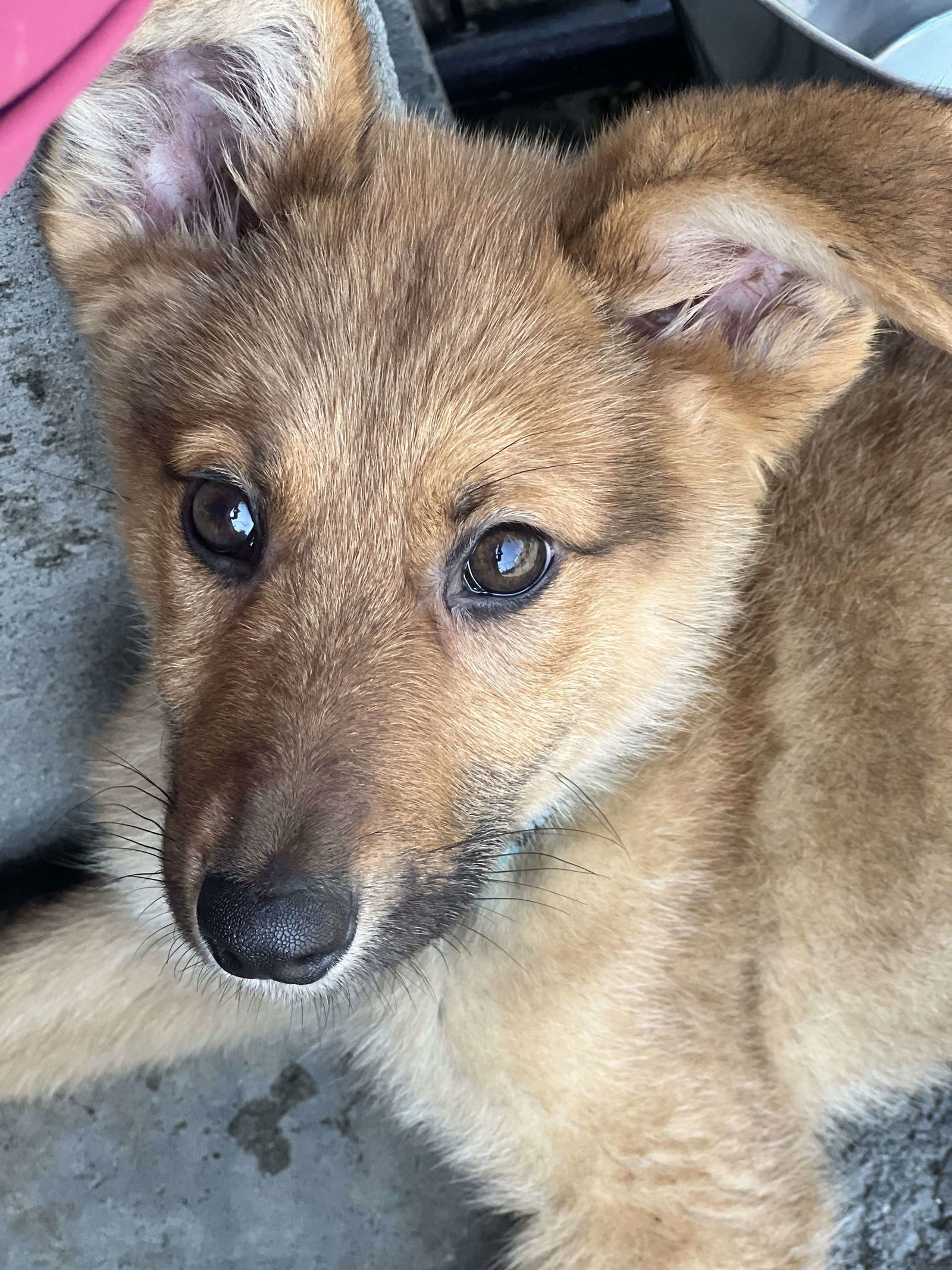 adoptable Dog in Anchorage, AK named Kubo