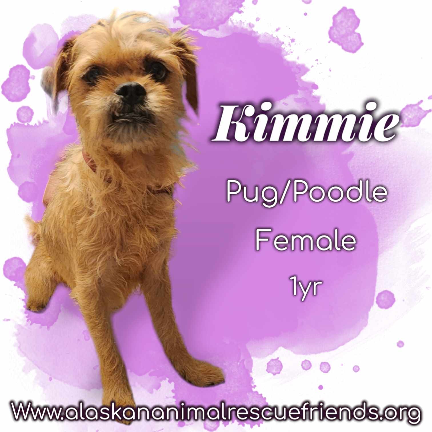 adoptable Dog in Anchorage, AK named Kimmie