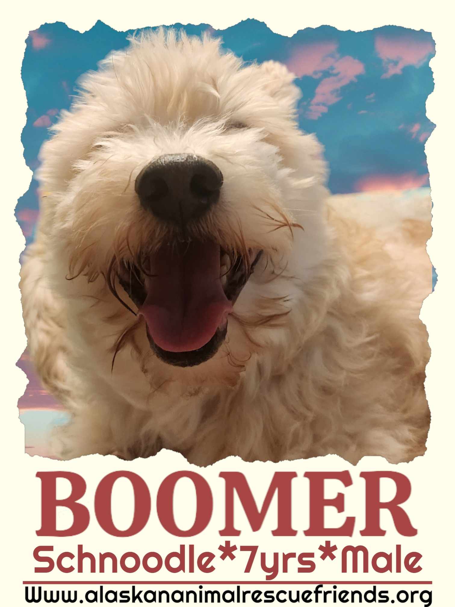 adoptable Dog in Anchorage, AK named Boomer