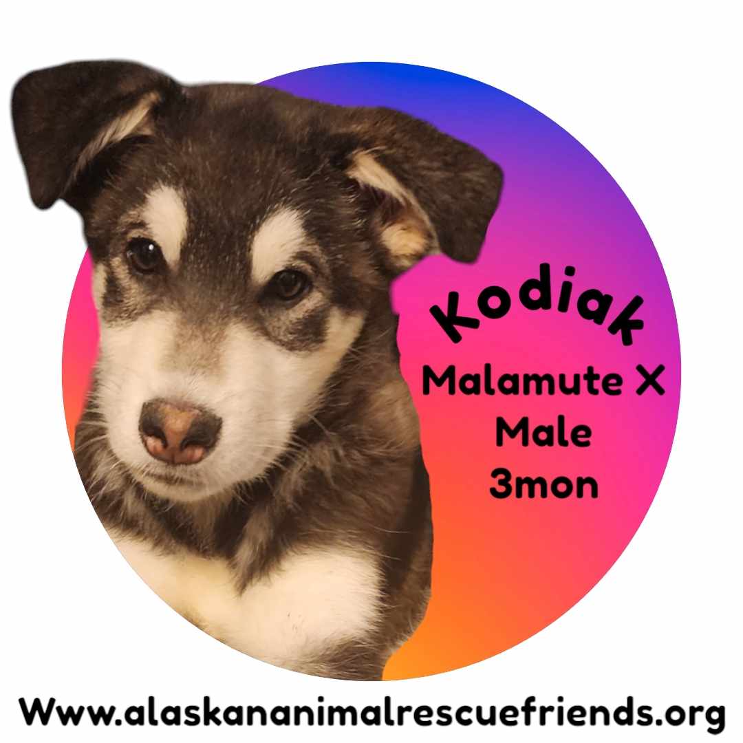 adoptable Dog in Anchorage, AK named Kodiak