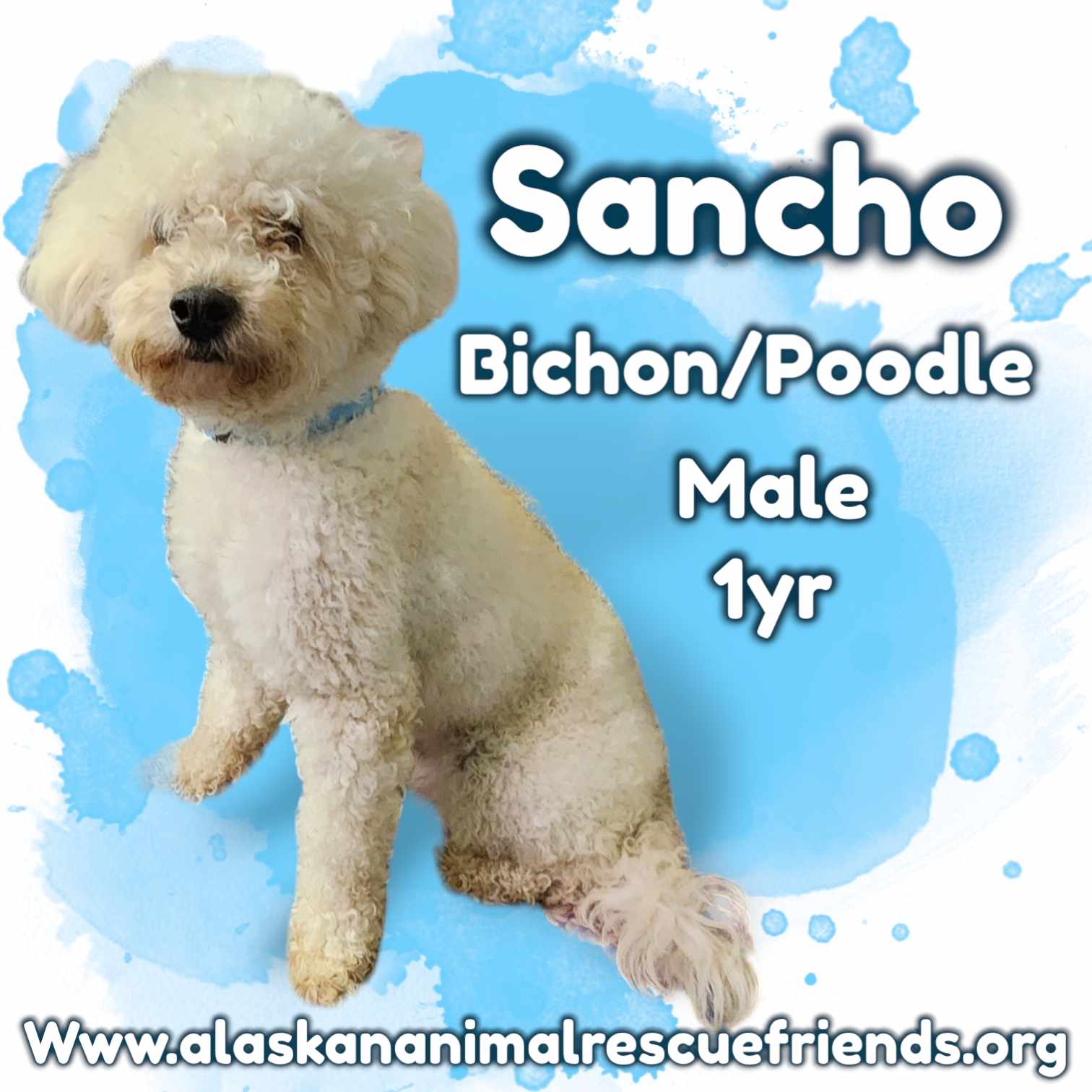 adoptable Dog in Anchorage, AK named Sancho