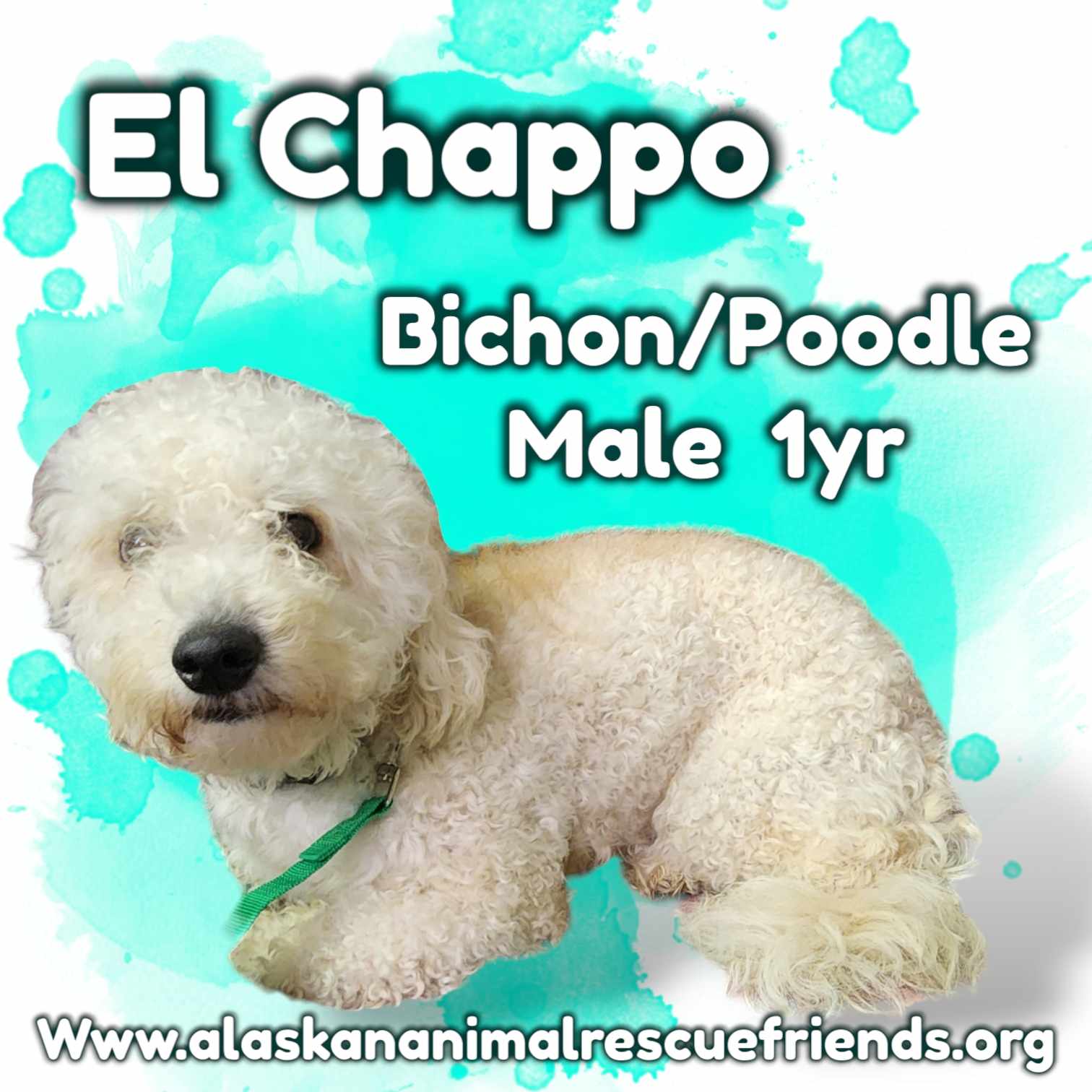 adoptable Dog in Anchorage, AK named El Chapo