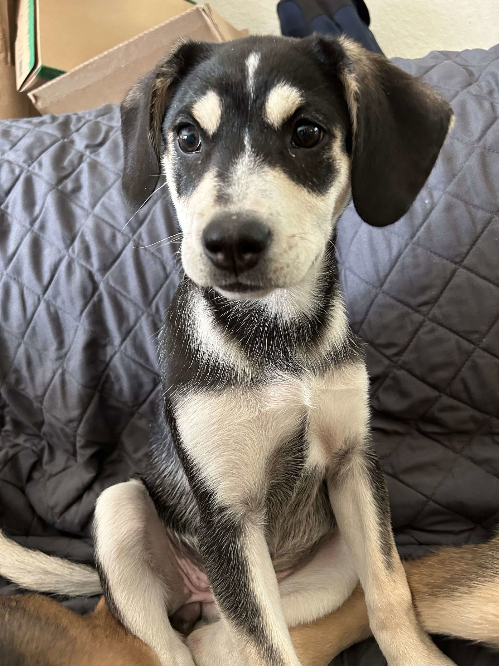 adoptable Dog in Anchorage, AK named Ghost