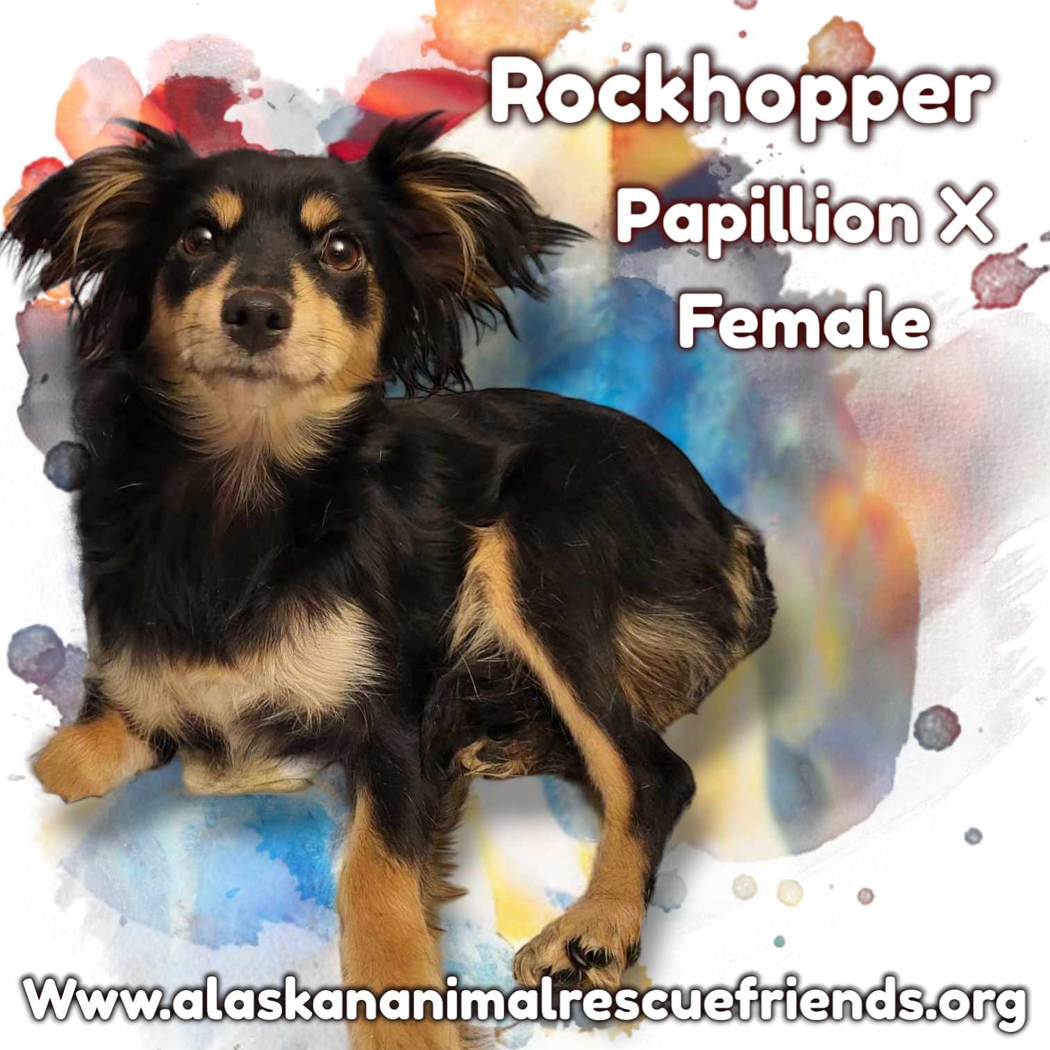 adoptable Dog in Anchorage, AK named Rockhopper