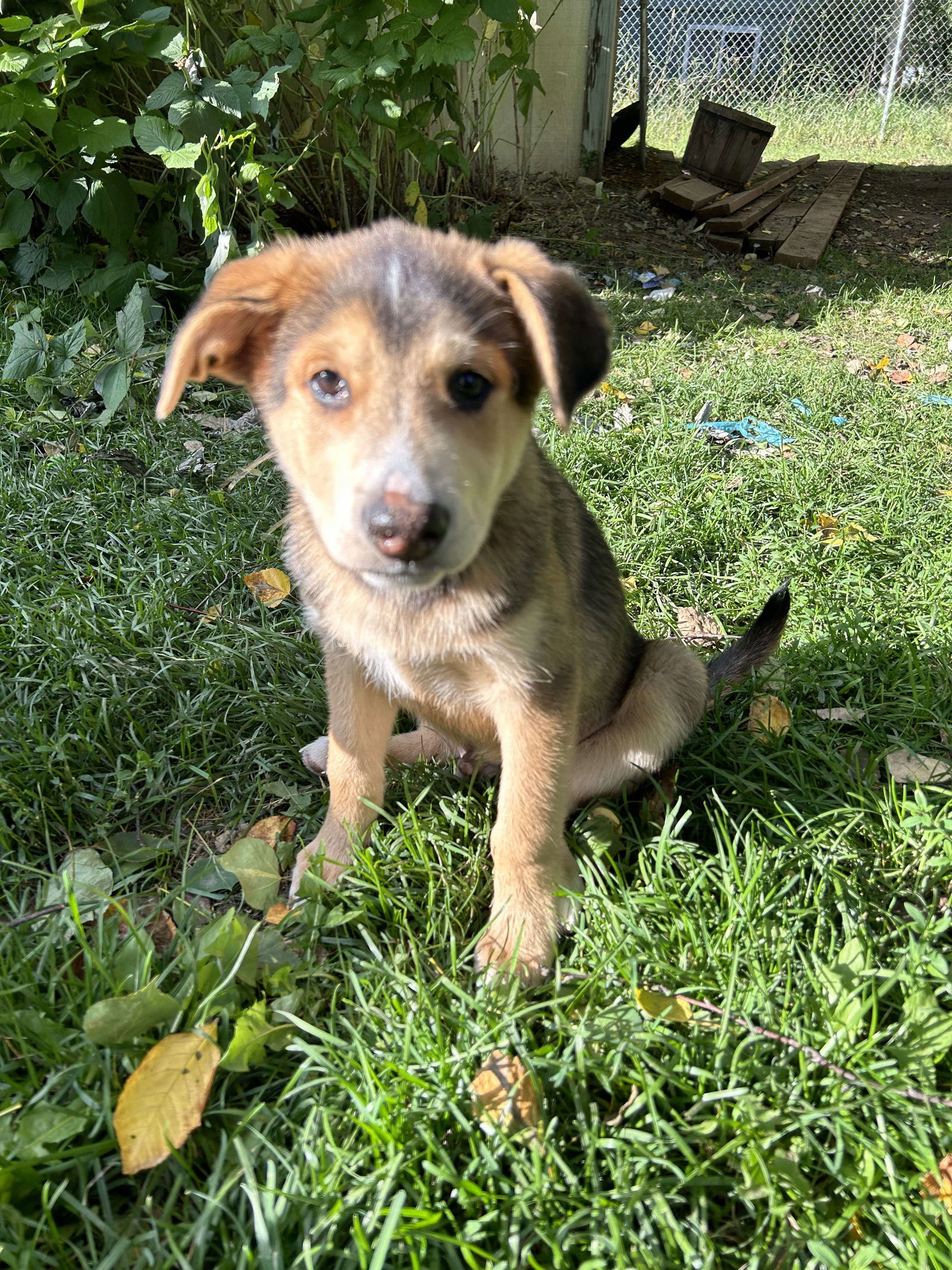 adoptable Dog in Anchorage, AK named Georgie