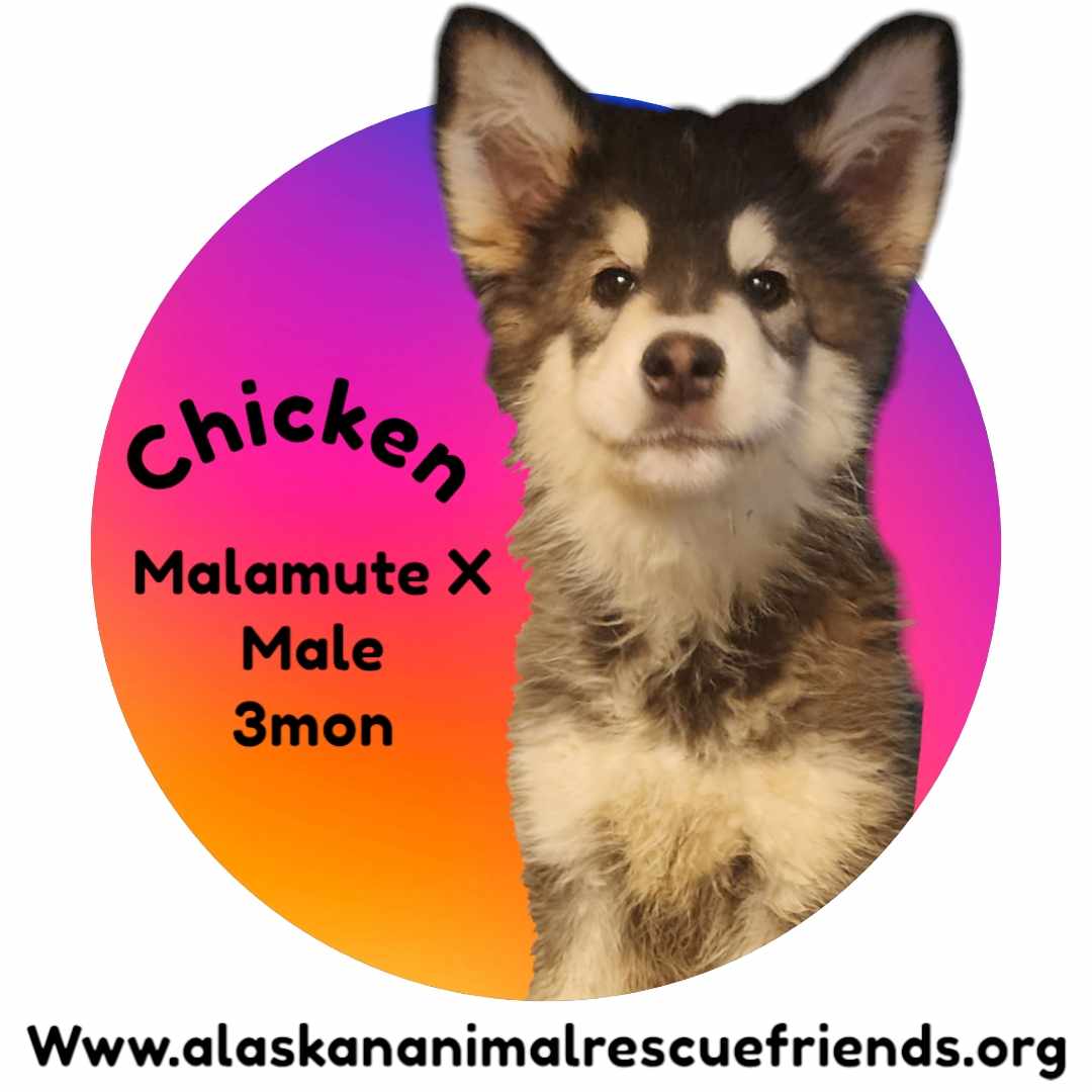 adoptable Dog in Anchorage, AK named Chicken