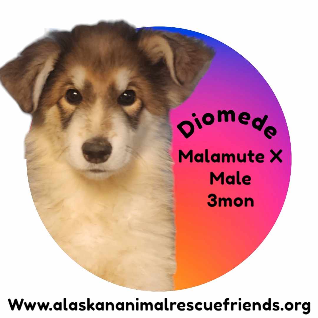 adoptable Dog in Anchorage, AK named Diomede