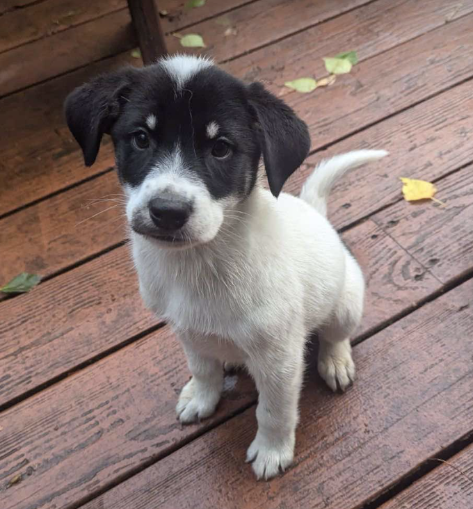 adoptable Dog in Anchorage, AK named Bounder