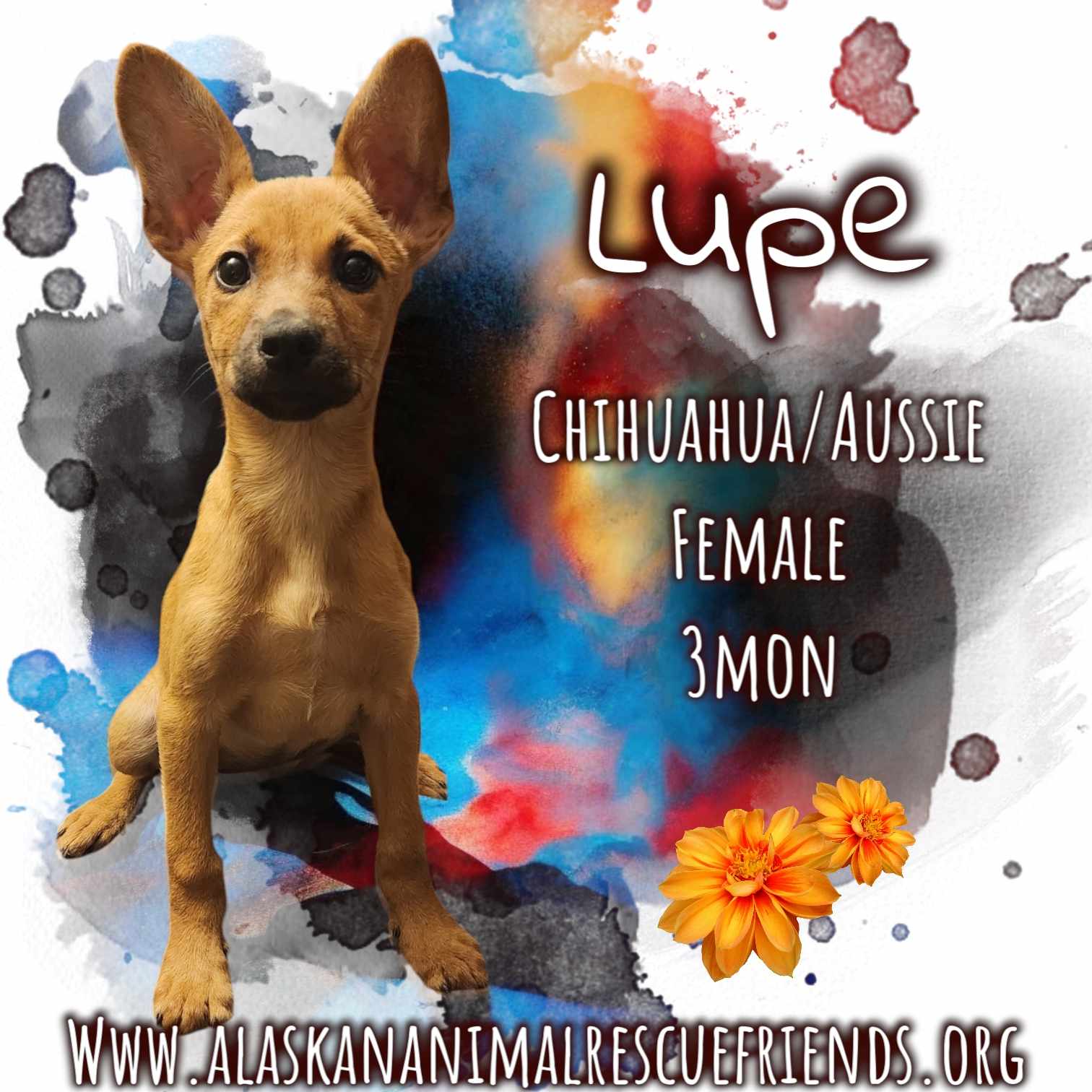 adoptable Dog in Anchorage, AK named Lupe