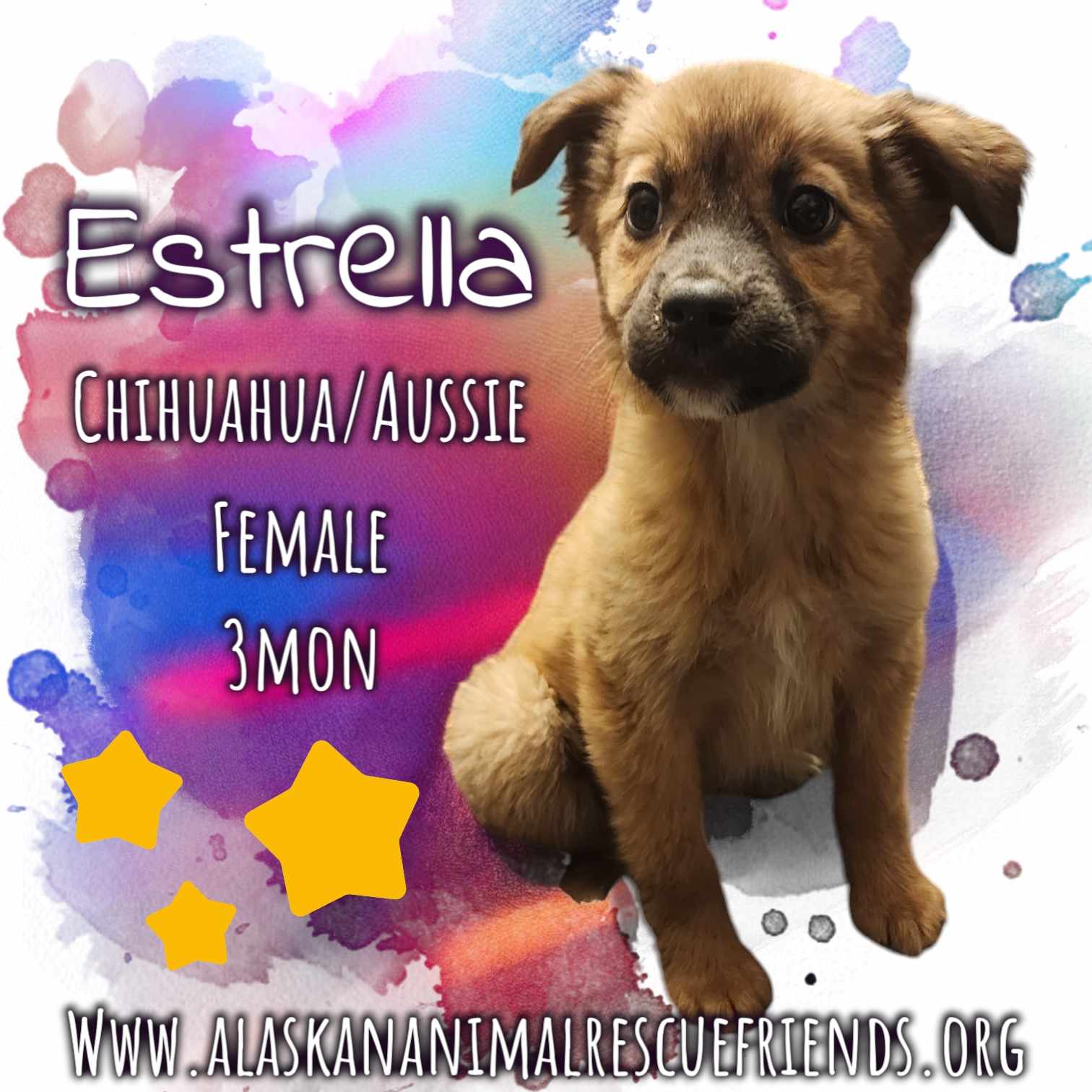 adoptable Dog in Anchorage, AK named Estrella