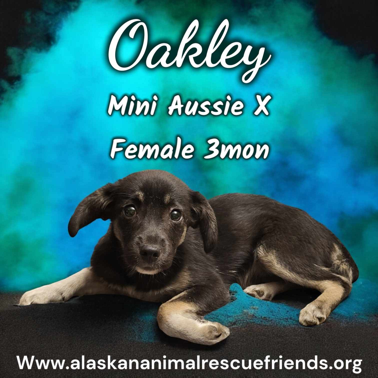 adoptable Dog in Anchorage, AK named Oakley